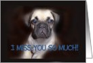 Adorable Pug Puppy I Miss You So Much card