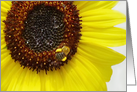 Sunflower and Honeybee card
