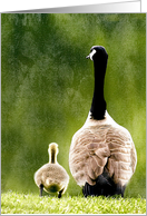 Goose and Gosling Adorable Photograph Blank Note Card