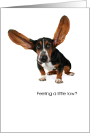 Encouragement Little Dog Big Ears card