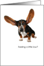 Encouragement Little Dog Big Ears card