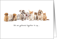 Happy Birthday from Group Cute Dogs and Cats Funny Puns card