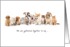 Happy Birthday from Group Cute Dogs and Cats Funny Puns card