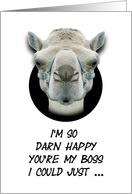 Boss’s Day Greetings Funny Camel Humorous card