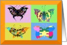 Colorful Butterflys Blank Note Card