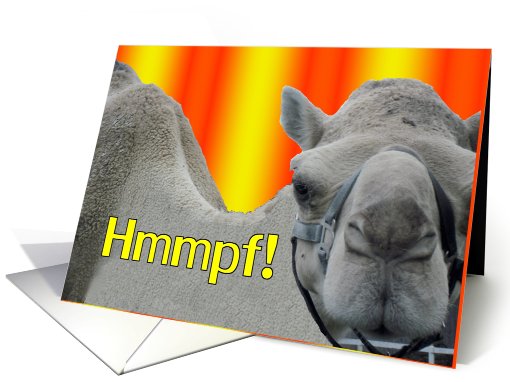 Happy Birthday Old Age Humorous Camel closeup card (825101)