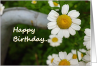 Happy Birthday Feverfew card