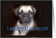 Adorable Pug Puppy I Miss You So Much card