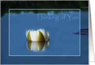 Water LIly on the Lake Thinking of You card