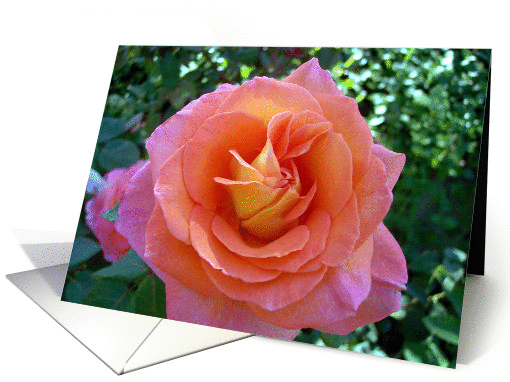 Congratulations, Job Well Done, Peach Rose card (865660)