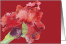 Red Iris card