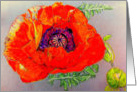 Red-Orange Poppy card