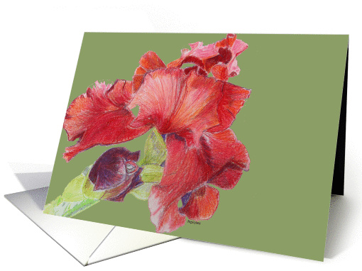 Red-Orange Iris on green card (732391)
