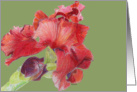 Red-Orange Iris on green card
