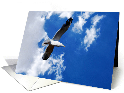 Seagull in blue sky blank note card (703041)