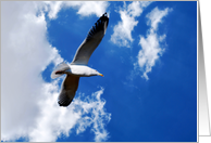 Seagull in blue sky blank note card