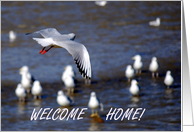 Welcome Home seabird