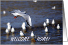 Welcome Home seabird card