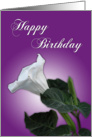 Happy Birthday - white flower against violet card