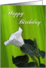 Happy Birthday - white flower against green leaf card