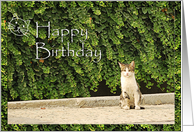Happy Birthday - cat...