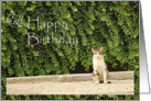 Happy Birthday - cat in a park card