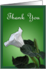Thank You - white flower against green card