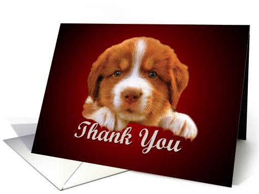 Thank You - puppy against dark red card (778030)