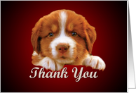Thank You - puppy against dark red card