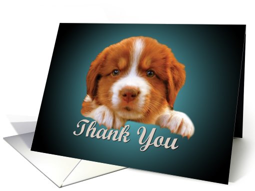 Thank You - puppy against dark blue card (778033)
