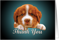Thank You - puppy against dark blue card
