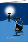 Two Cats in the Moonlight, One Really Sorry card