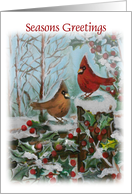 Cardinals, Holly, Season’s Greetings card