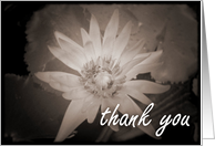 Thank You : blank inside card