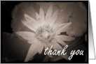 Thank You : blank inside card