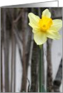 Daffodil card
