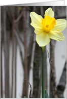 Happy Birthday : Daffodil card