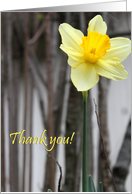 thank you for being my flower girl! : Daffodil card