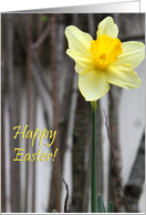 happy easter : Daffodil card