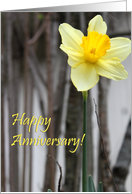 happy anniversary! : Daffodil card