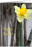 happy easter! invitations : Daffodil card