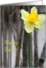 happy easter! invitations : Daffodil card