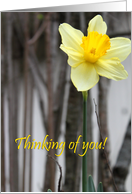 Thinking of You : Daffodil card