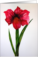 Christmas Amaryllis card