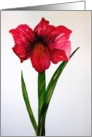 Christmas Amaryllis card