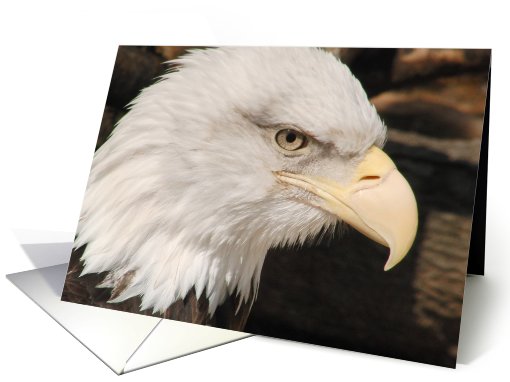 Bald Eagle Blank Note card (706615)