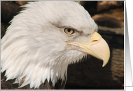 Bald Eagle Blank Note Card