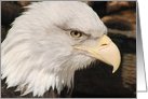 Bald Eagle Blank Note Card
