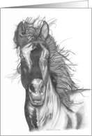 Andalusian card