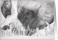 Boxer In The Grass card
